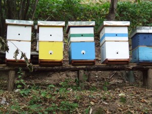 Pčelinjak u Bastavu