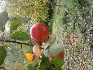 Pčelinjak u voćnjaku, jabuke Ajdared