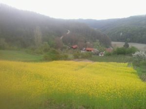 Perko, posejan ispod jednog dela pčelinjaka koji je smešten na obroncima Sokolskih planina u selu Bastavu (na putu od Valjeva ka Peckoj i Ljuboviji).