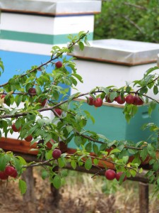 Pčelinjak u voćnjaku, krupnoplodne Krimskaje crvene dženarike