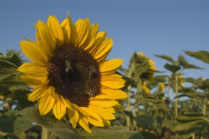 Suncokret u punom cvetu oprašuje se uglavnom pčelama