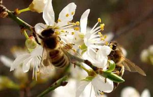 Pčele oprašivači voćnih kultura
